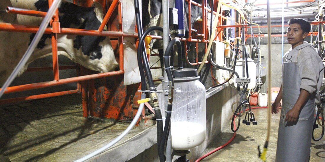 Las compras que realiza Liconsa equivalen a 10 por ciento de la producción nacional, estimada en mil 200 millones de litros por año.