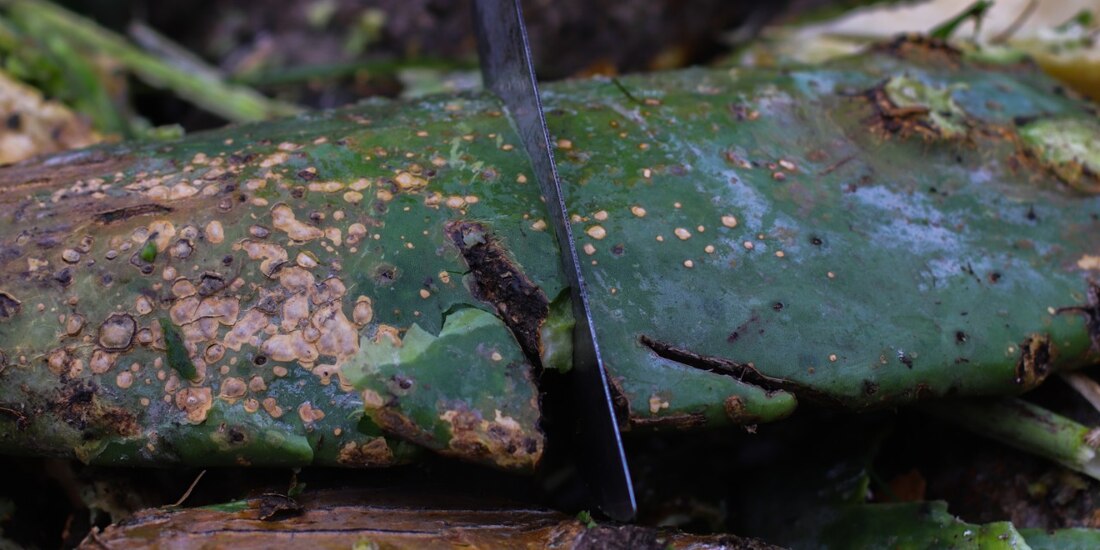 El hongo recorre rápidamente los nopales.