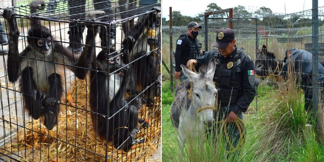 Estos son los animales rescatados del santuario Black Jaguar en el Ajusco.