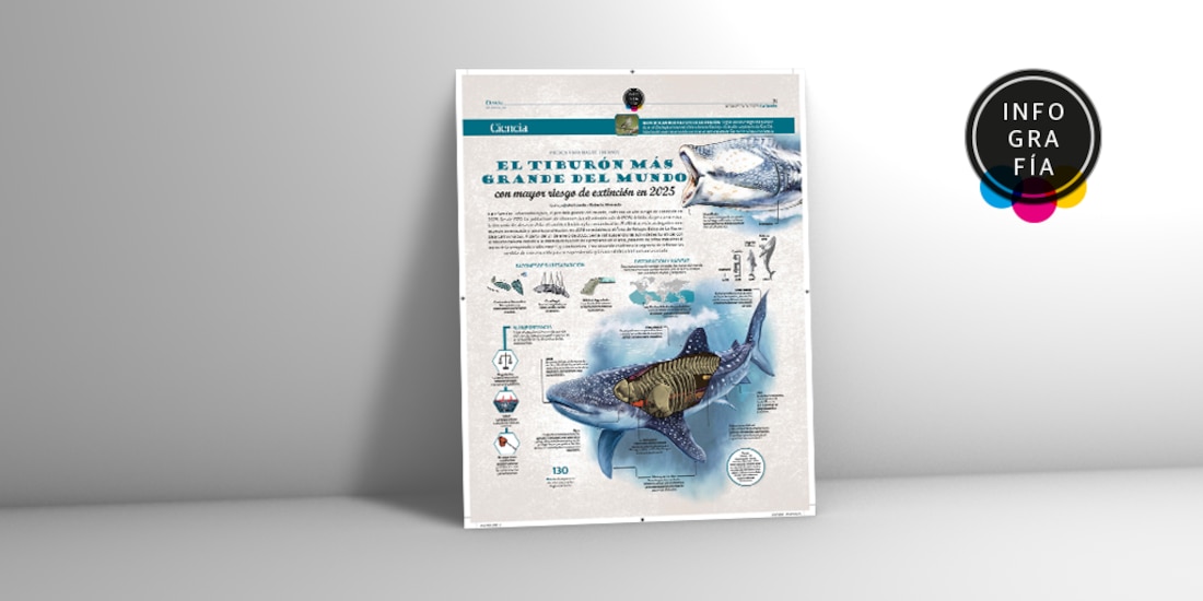 El tiburón más grande del mundo con mayor riesgo de extinción en 2025