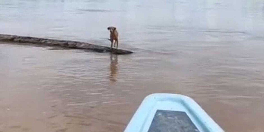 Lomito a la mitad de un río se aferra a la vida sobre un tronco; lanchero lo rescata