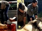 Traslada Profepa a los 3 últimos felinos de predio en el Ajusco.