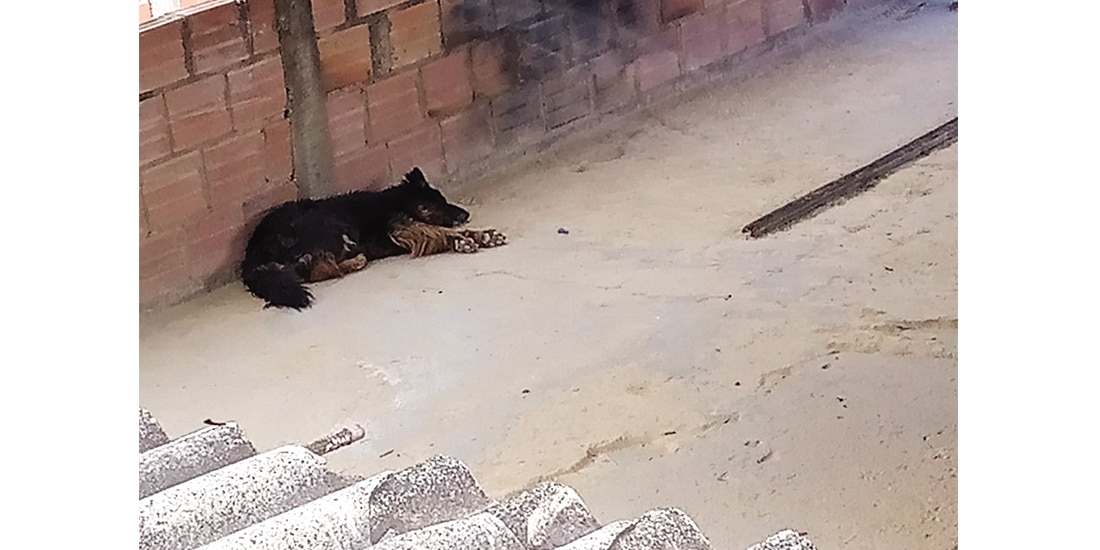 Dejar a perros y gatos en azoteas es considerado maltrato animal, las multas a los responsables son de hasta 54 mil pesos, arrestos administrativos y penas de prisión.
