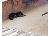 Dejar a perros y gatos en azoteas es considerado maltrato animal, las multas a los responsables son de hasta 54 mil pesos, arrestos administrativos y penas de prisión.