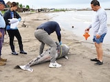 UN DELFÍN localizado sin vida el 7 de octubre pasado, en la costa de Alvarado.