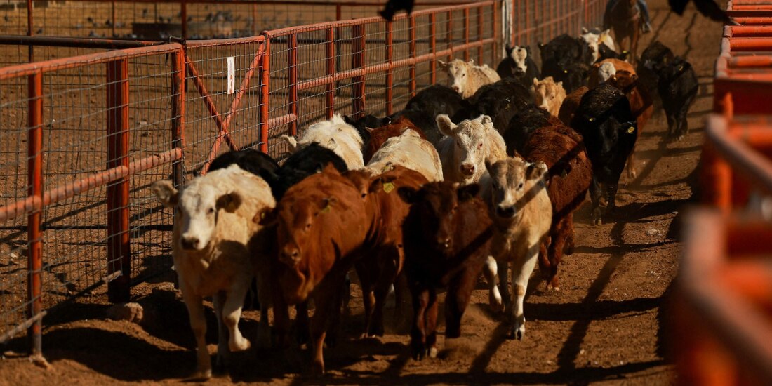 Estados Unidos era responsable de controlar la planta de control de la mosca estéril para combatir gusano barrenador, asegura Berdegué.