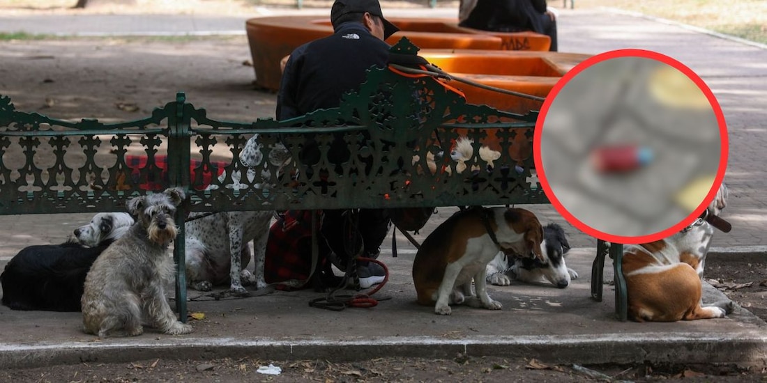 Reportan posible envenenamiento de perros en Parque España