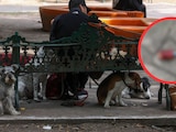 Reportan posible envenenamiento de perros en Parque España