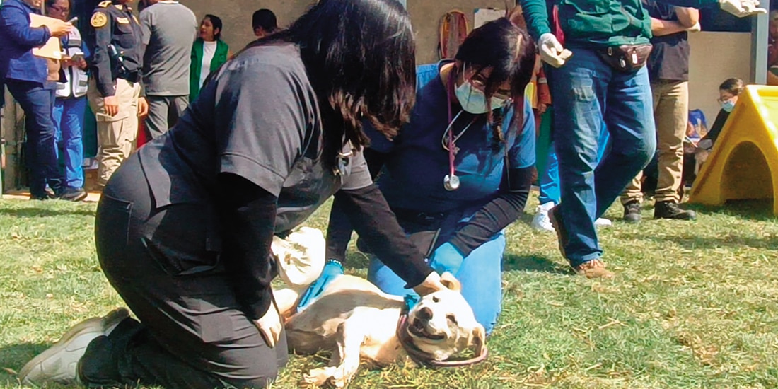 Dos veterinarias acarician a un perro rescatado en el refugio de la GAM, en enero.