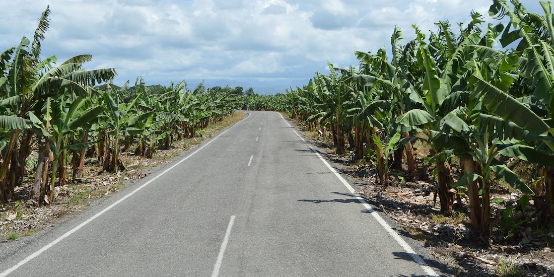 Campo de plátano, en una fotografía compartida por la Unión.