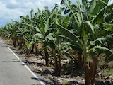 Campo de plátano, en una fotografía compartida por la Unión.