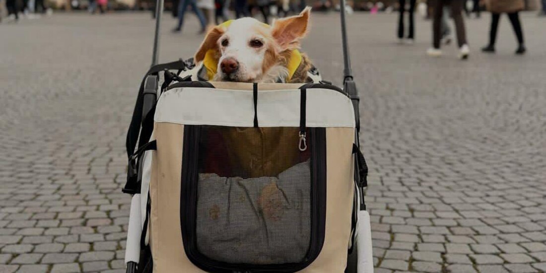 Mazapán murió el pasado viernes.