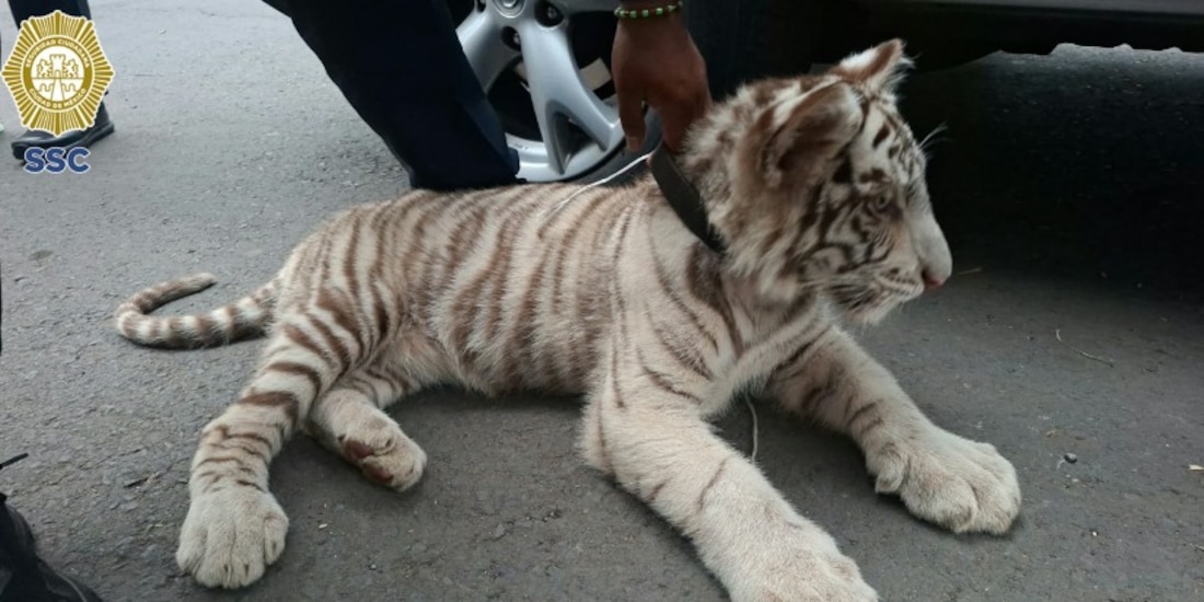 Imagen proporcionada del felino.