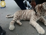 Imagen proporcionada del felino.
