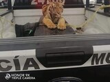 Capturan a tigre en Cuautitlán Izcalli.