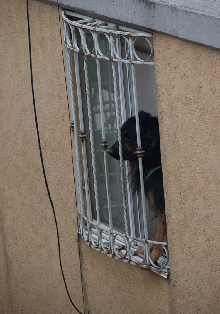 CIUDAD DE MÉXICO. 21JUNIO2020.- Perro en cuarentena. Mascotas en departamentos de la Ciudad.