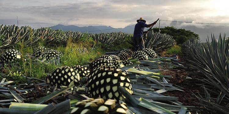 Admira los paisajes agaveros en Tequila.