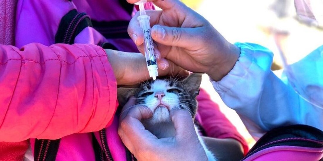 Así es como puedes desparasitar a tu mascota en Puebla.