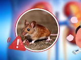 ¿Qué es la fiebre hemorrágica con síndrome renal?