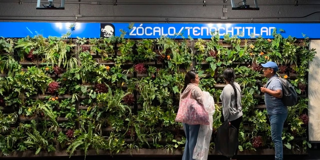 Los nuevos muros verdes en los andenes de la Línea 2 buscan mitigar el estrés urbano y purificar el aire de los pasajeros.