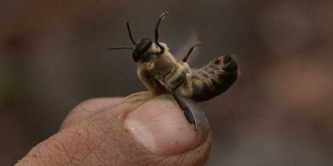 Abeja pica a conductora de motocicleta