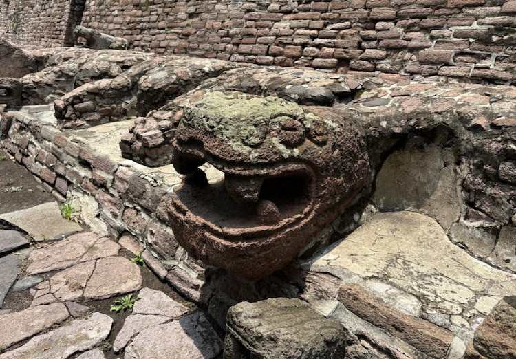 Una serpiente con líquenes. Debe quitarse para evitar daños.