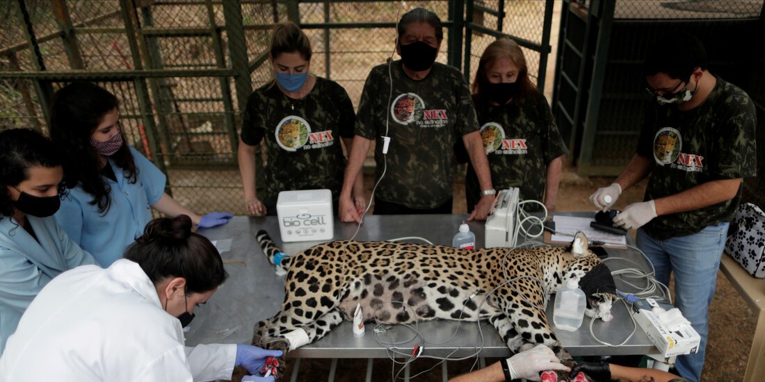 Médicos tratan a Amanaci, la hembra rescatada por voluntarios.