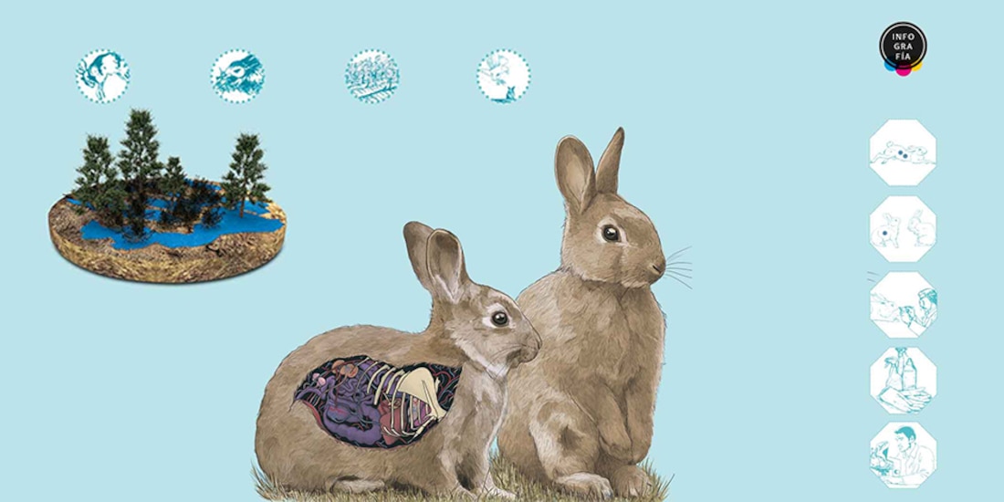 Un virus mortal y altamente contagioso amenaza a conejos en Norteamérica