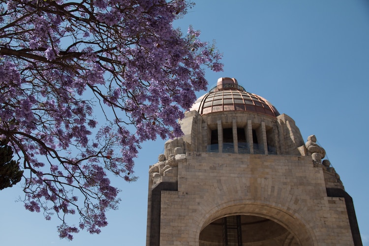 Flores de primavera, en la Ciudad de México.