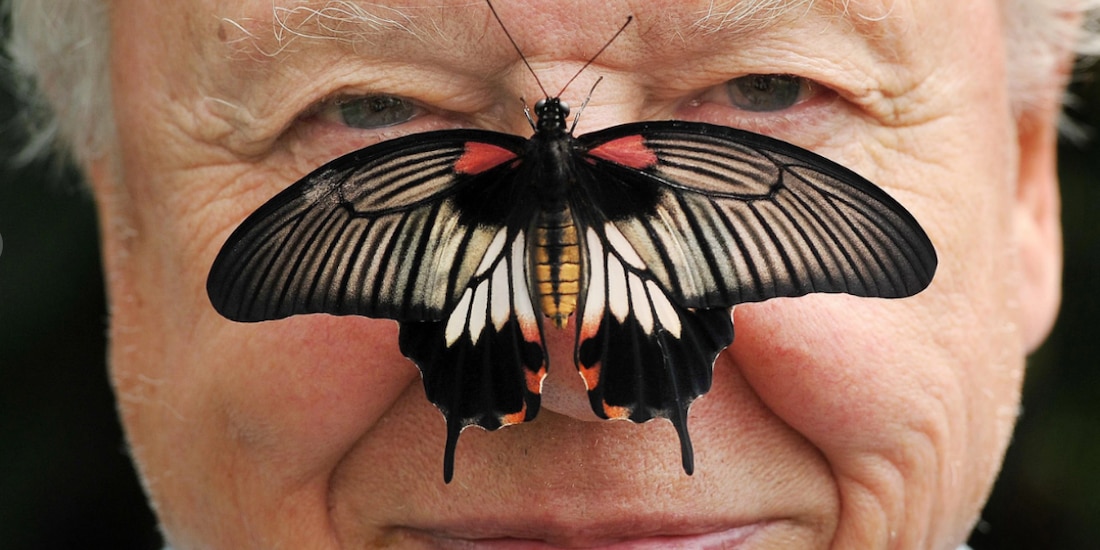 David Attenborough, en julio de 2012