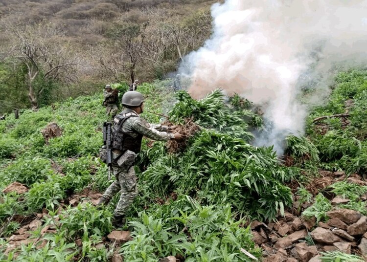 La Estrategia Nacional de Seguridad incluye la destrucción de plantíos ilícitos y el combate al robo de hidrocarburos.