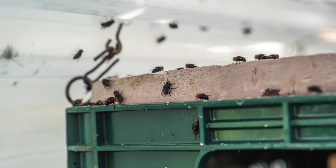 detalle de la producción de la planta de moscas estériles en Chiapas.