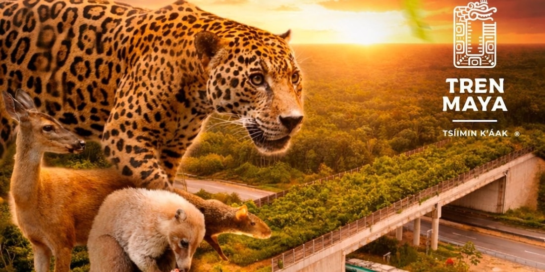 El Tren Maya pone en foco la protección de la fauna