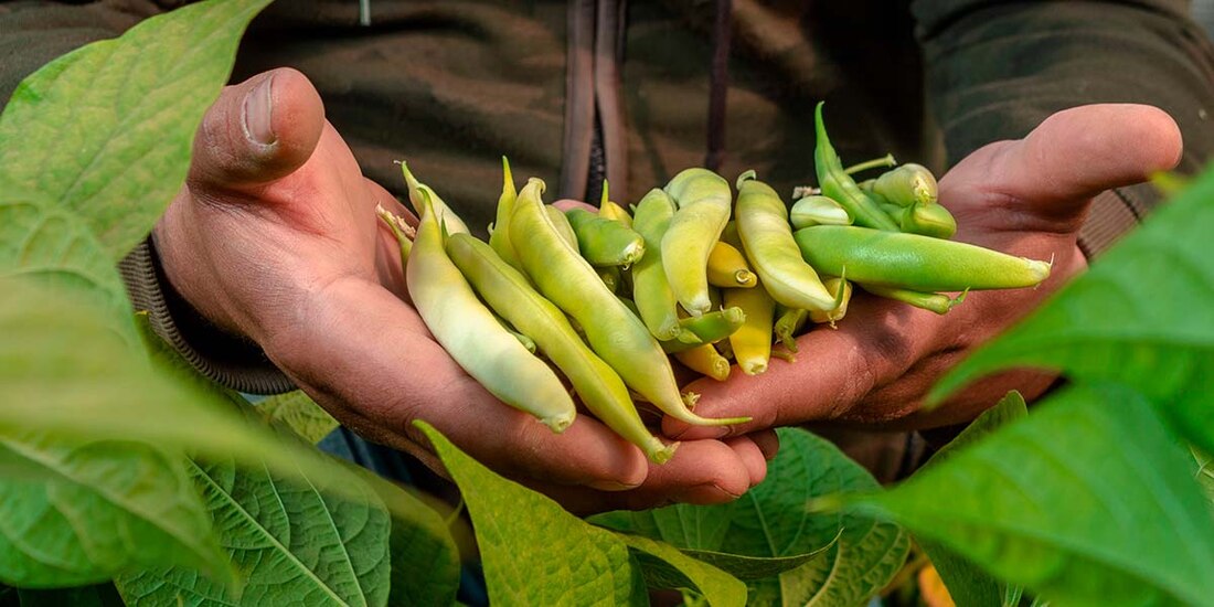 Por su alto contenido de proteínas, antioxidantes, fibra y minerales, los frijoles pueden ayudar a proveer todos los aminoácidos que el organismo necesita
