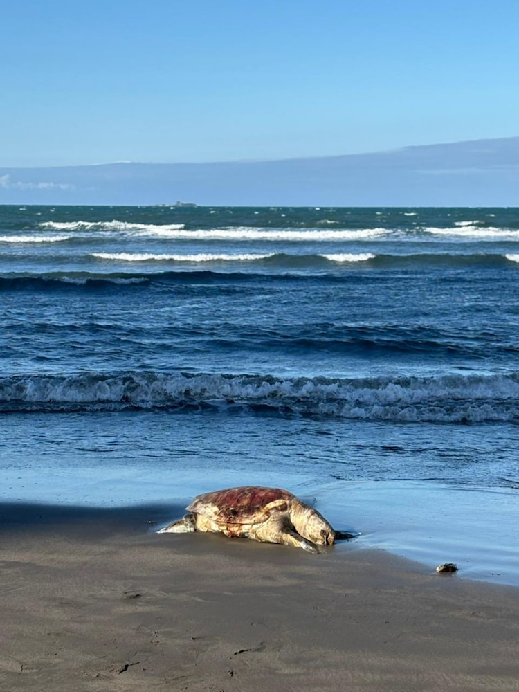 La organización Greenpeace señaló que el derrame de petróleo se extiende