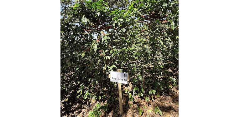 Starbucks le "devuelve la mano" a México con icónico lanzamiento