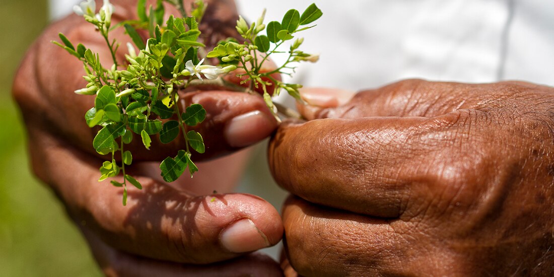Ambientalistas en México.