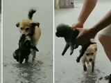 Perrito salvó a un cachorro de una inundación.
