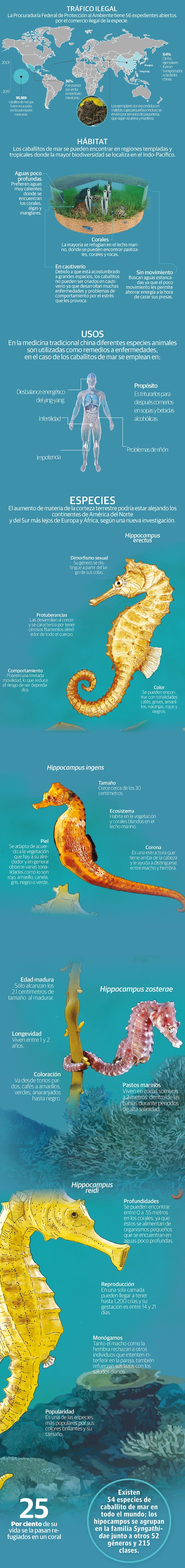 Hipocampos, la especie protegida en México que persigue China