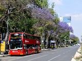 Jacarandas adornan Paseo de la Reforma.