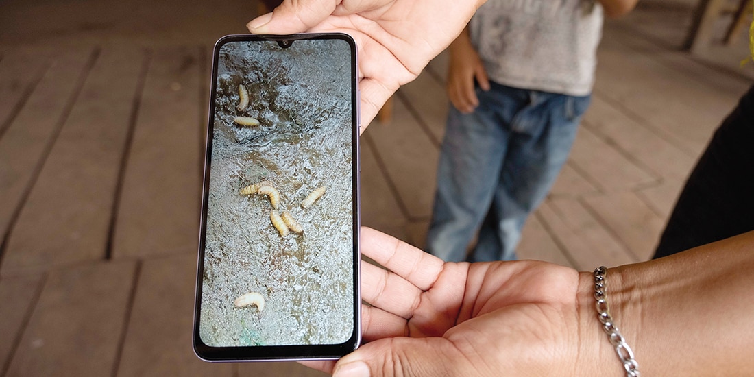 Larvas de gusano barrenador en Chiapas, en imagen de archivo.