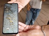 Larvas de gusano barrenador en Chiapas, en imagen de archivo.