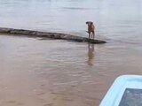 Lomito a la mitad de un río se aferra a la vida sobre un tronco; lanchero lo rescata