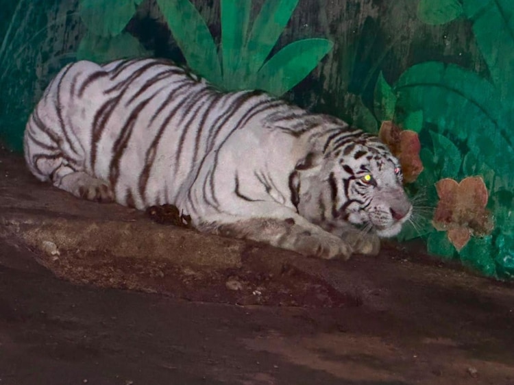 Entre lo decomisado, se encuentra un tigre y otros animales.