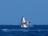 Una ballena sale del agua durante las semifinales de la competencia de surf de los Juegos Olímpicos París 2024 entre la costarricense Brisa Hennessy y la brasileña Tatianna Weston-Webb