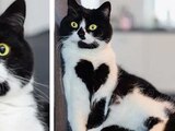 La gatita Zoe, popular en redes sociales por el pecho negro en su corazón