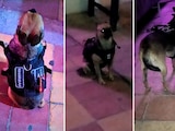 Captan a perrita como guardia de seguridad en un bar, presuntamente, de Durango.