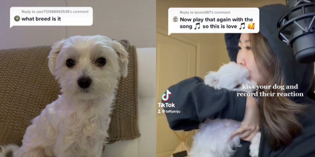 TikTok: Así respondió un perrito cuando recibió beso de su mejor amiga