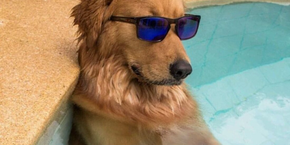 Los perros son de los animales que más acompañan a una familia..