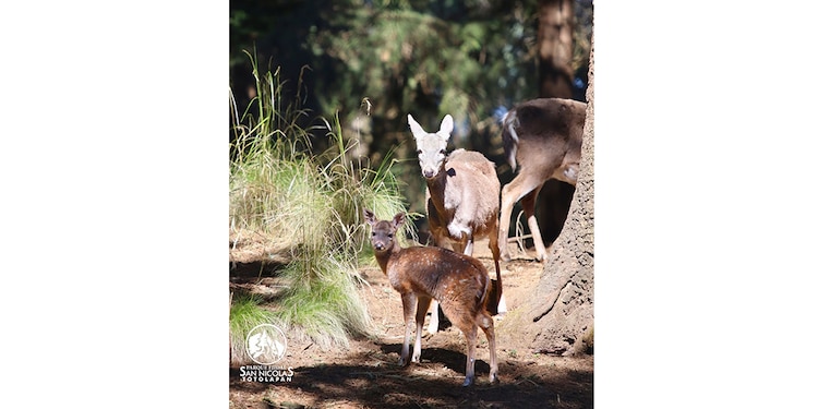 FAUNA que verás durante tu visita al
venadario en San Nicolás Totolapan
